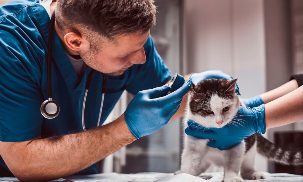 Tierarzt prüft das Öhrchen einer Katze: Tierversicherungen sind bei Tierhalten beliebt.