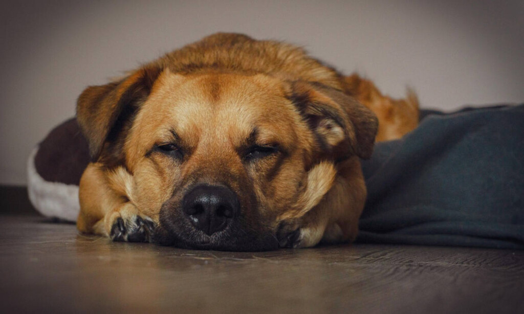Bester Freund des Menschen macht Pause: Hunde und Katzen sind in Familien stark verankert