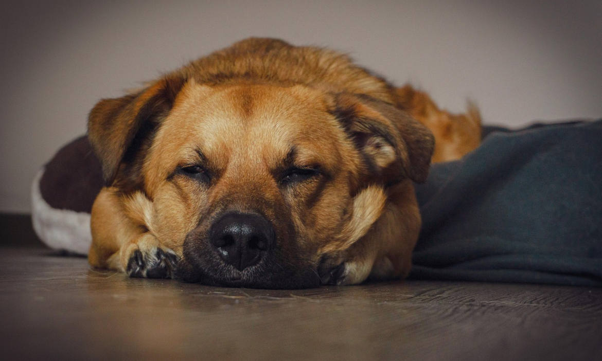 Bester Freund des Menschen macht Pause: Hunde und Katzen sind in Familien stark verankert