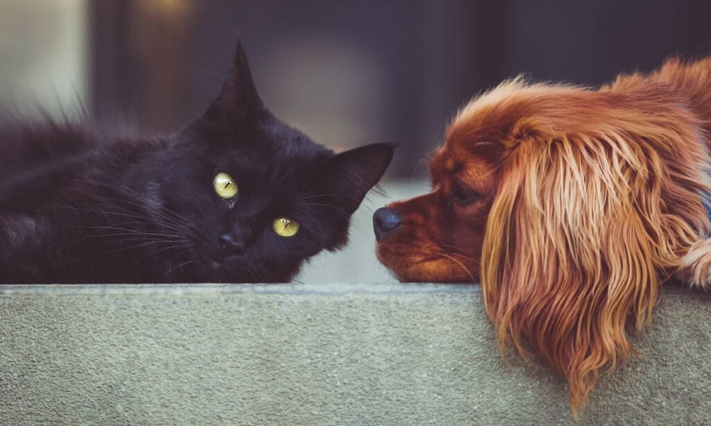 Hund und Katze: Die Wettbewerbszentrale ging gegen einen Vermittler von Krankenversicherungen für Hunde und Katzen vor