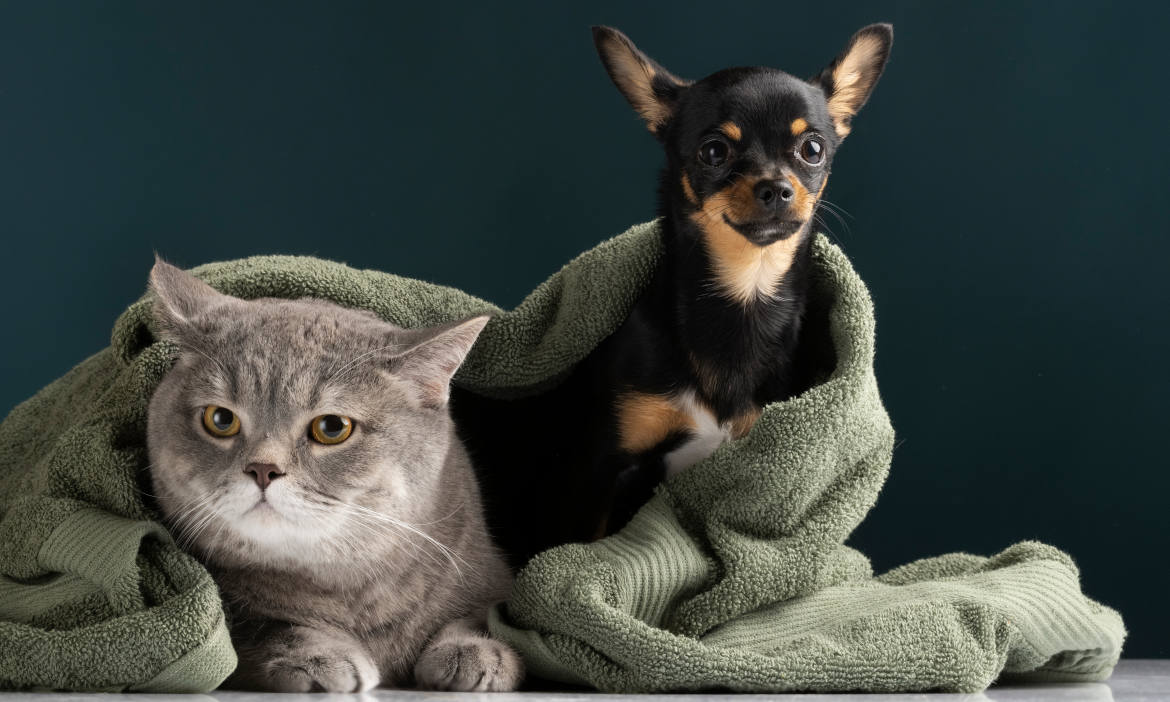 Hund und Katze: Tierische Wegbegleiter der Versicherten