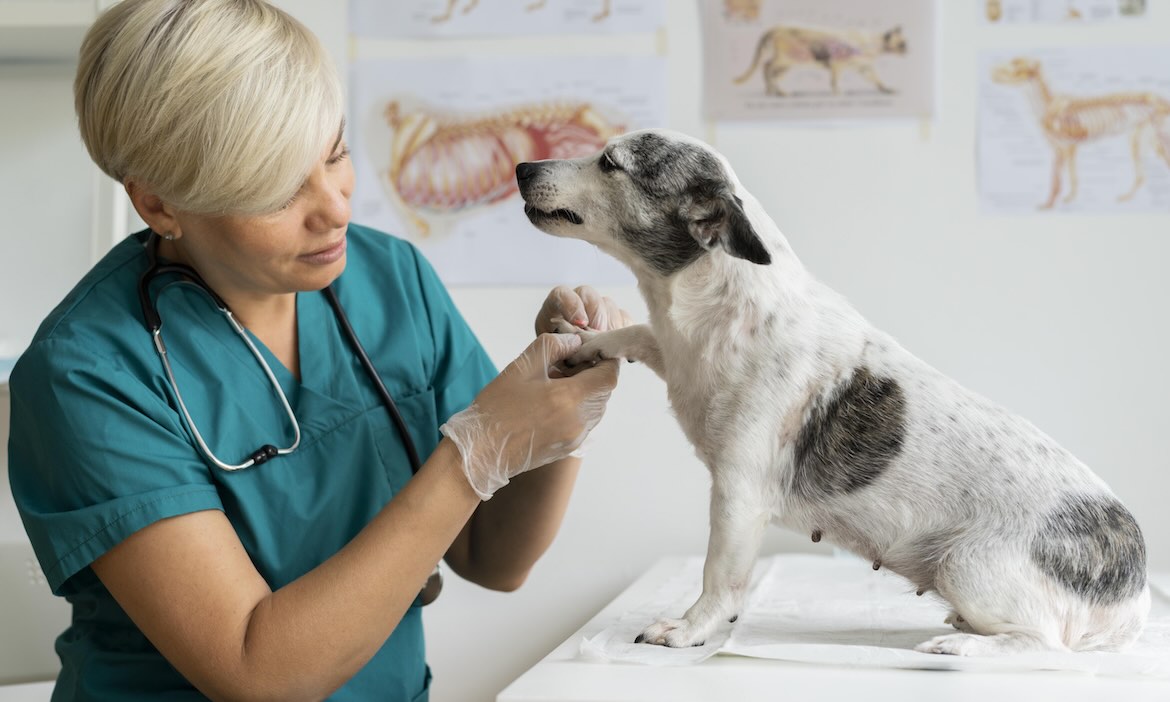 Hundchen beim Tierarzt: Die Huk-Coburg steigt in den Markt der Tierkrankenversicherung ein.