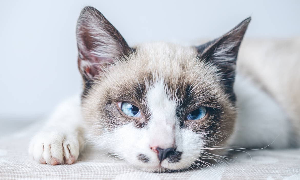 Niedliches Siamkatzen-Kätzchen mit blauen Augen liegt entspannt auf dem Sofa.